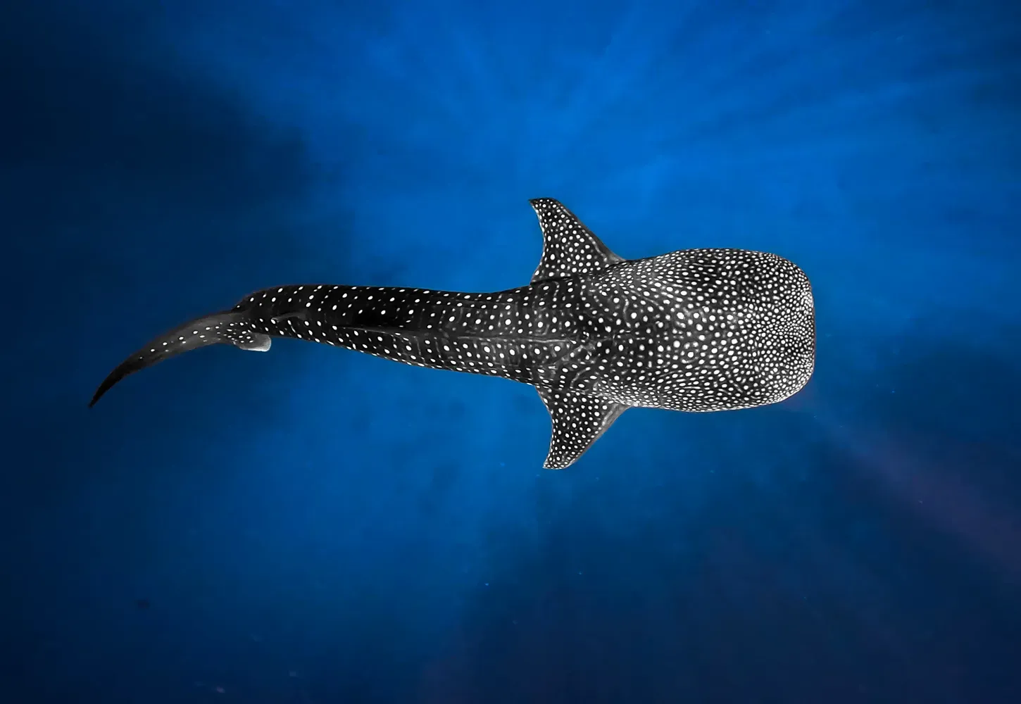 Whale shark swimming underwater in the Maldives
