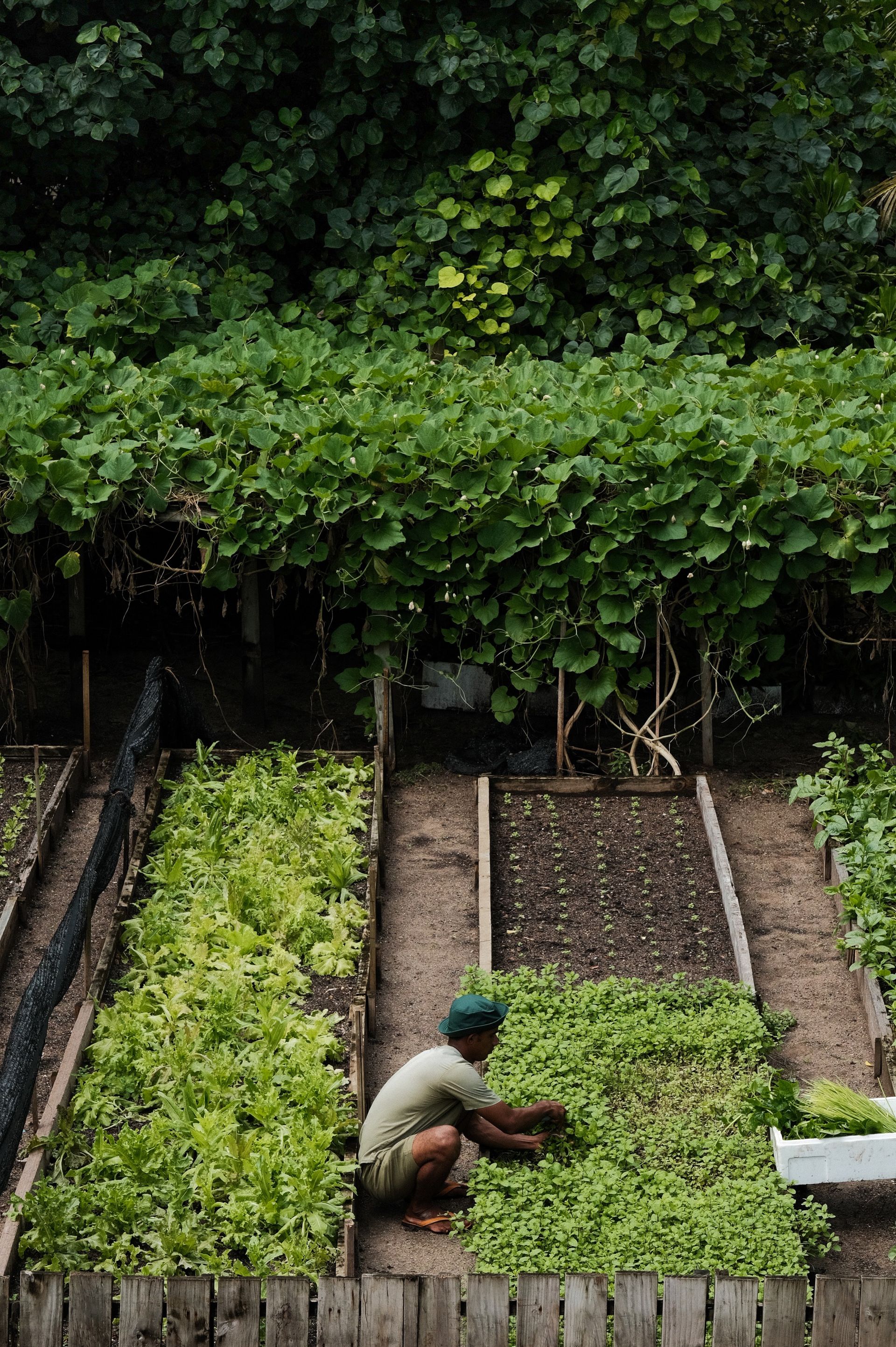 Organic garden beneath island trees at Soneva Fushi
