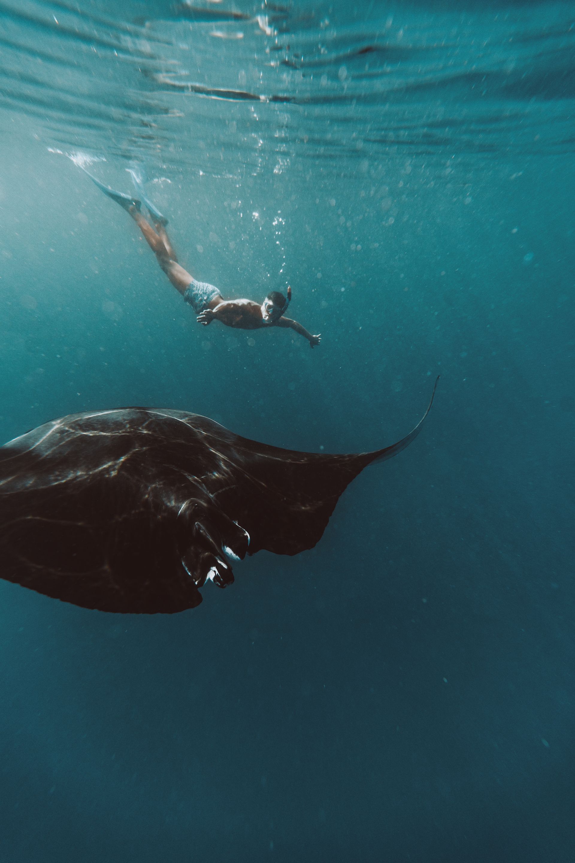 Snorkeller with a manta ray at Hanifaru Bay on a Soneva Fushi excursion